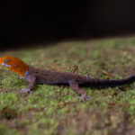 Yellow-headed Gecko (image by Inger Vandyke)
