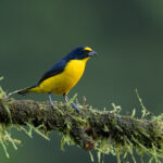Pretty Yellow-throated Euphonias are always a bird photographer's highlight in Costa Rica (image by Inger Vandyke)