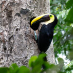 A Yellow-throated Toucan taking berries to his female on the nest (image by Inger Vandyke)