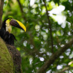 A Yellow-throated Toucan cools off in his tree-trunk plunge pool (image by Inger Vandyke)