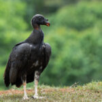 Baby-faced baby King Vulture (image by Inger Vandyke)