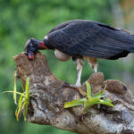 A lovely baby King Vulture takes advantage of a tree trunk to have a scratch (image by Inger Vandyke)