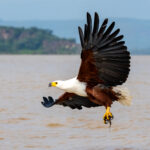 African Fish Eagle in flight with prey on Lake Baringo (image by Inger Vandyke)