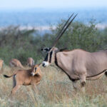A Beisa Oryx mother and her tiny calf (image by Inger Vandyke)