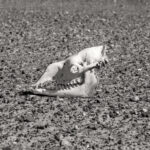 Camel skull in the Chalbi (image by Inger Vandyke)