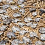 The Diyes clan of Dassanech people are known for their hunting and fishing. Here, salted fish dry in the sun near the shores of remote Lake Turkana (image by Inger Vandyke)