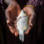 A young Diyes child holding a fresh Tilapia (image by Inger Vandyke)