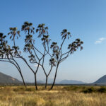 A sculptured Doum Palm in Samburu National Park (image by Inger Vandyke)