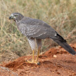 Immature Eastern Chanting Goshawk with its grasshopper lunch (image by Inger Vandyke)