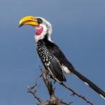 A comical Eastern Yellow-billed Hornbill (image by Inger Vandyke)