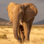 One of Samburu's elephants on a glorious late afternoon in the national park (image by Inger Vandyke)