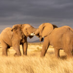 Elephants fighting at sunset in Samburu (image by Inger Vandyke)