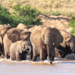 Elephant herd crossing the Ewaso Ng'iro river in Samburu (image by Inger Vandyke)