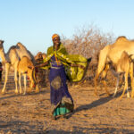 The camel milking is done! (image by Inger Vandyke)