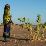 A beautiful smiling Gabra girl alongside a desert cecropia (image by Inger Vandyke)