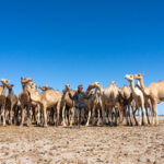 A Gabra elder with his herd of camels at North Horr oasis (image by Inger Vandyke)