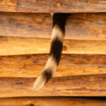 We found the Genet siesta spot in our lodge! A family of Genets sleep in the ceiling near reception (image by Inger Vandyke)