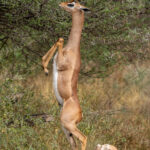 Athletic Gerenuk standing on his hind legs to graze. At one point he jumped around on these legs like a ballerina! (image by Inger Vandyke)