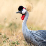 Portrait of a Grey Crowned Crane, an unusual sight in Samburu (image by Inger Vandyke)