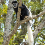 A Guereza Colobus Monkey, one of 18 who entertained us at our lunch restaurant on our journey south at the end of the tour (image by Inger Vandyke)