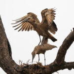 Hammerkops securing the next generation (image by Inger Vandyke)