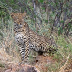 We were really lucky to see a leopard at dusk in Samburu! (image by Inger Vandyke)