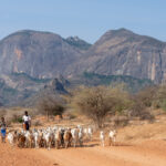 Rendile people herding livestock through the dramatic Ndoto Mountains (image by Inger Vandyke)