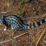 Large Spotted Genet at our lodge in Samburu (image by Inger Vandyke)