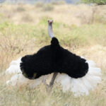A male Somali Ostrich in full display (image by Inger Vandyke)