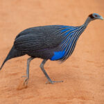 Vulturine Guineafowl crossing a Samburu road (image by Inger Vandyke)