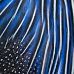 Details of Vulturine Guineafowl plumage (image by Inger Vandyke)