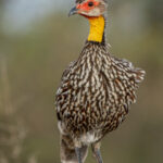 Although common, Yellow-necked Spurfowls are lovely birds! (image by Inger Vandyke)