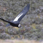 Andean Condor male, cruising along its roosting cliff (image by Mike Watson)