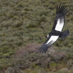 Andean Condors’ wings have the largest surface area of any bird (image by Mike Watson)
