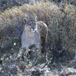 TV superstar Puma mother Petaka (image by Mike Watson)