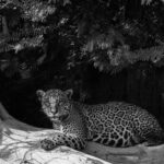 'Serenity in the Pantanal.' A female Jaguar rests under the shade of a tree just after sunrise (image by Gin Wilde)