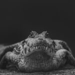 'Just a black and white snap of a handsome snapper.' This Yacare Caiman looks straight at me - one of ten million thought to live in the Pantanal (image by Gin Wilde)