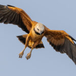 A Black-collared Hawk zeroes in on a fish below in the Rio Pixaim; its impressive talons on show (image by Gin Wilde)