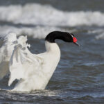 Black-necked Swan surfing at Puerto Natales (image by Mike Watson)