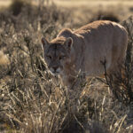 Blinka is another TV celebrity Puma, she is a born survivor having overcome the loss of use of one of her eyes as well as a serious leg injury (image by Mike Watson)