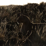 Backlit Blinka waits for a chance to return to her Guanaco carcass (image by Mike Watson)