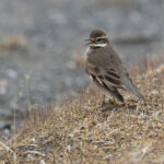 Buff-winged Cinclodes, a common bird of the lakeshore (image by Mike Watson)