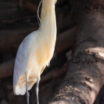 A Capped Heron sits on a branch in the Pantanal. These gorgeous waterbirds are distinct from other herons - being the only one with a blue beak and face, and a black crown (image by Gin Wilde)