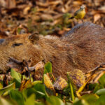How often do you see a rodent with a bird on its back?! Capybara have symbiotic relationships with Cattle Tyrants: the birds get a tick meal, the Capybara gets rid of the blood-suckers (image by Gin Wilde)
