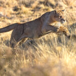 Cuevas on the charge, he has hijacked Blinka’s kill and is not keen on sharing (image by Mike Watson)