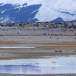Chilean Flamingos are tough, staying up high in even the worst weather (image by Mike Watson)