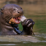 Giant Otters are prodigious hunters, but decades of poaching and habitat destruction have led to them being one of the most endangered mammal species in the Neotropics - with fewer than 5,000 individuals left in the wild (image by Gin Wilde)