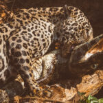 Hunting down a Yacare Caiman that was almost 10ft long was a tall order for female Jaguar 'Jeni'. But her skills as a huntress should never be underestimated (image by Gin Wilde)