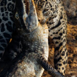 This Yacare Caiman was still breathing when Jaguar huntress 'Jeni' started hauling it from the shallows of the Rio Tres Irmaos, and up the bank (image by Gin Wilde)