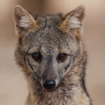 Portrait of a Crab-eating Fox. These widespread canids get their name from the crabs they prey on during the wet season - scouring for the crustaceans on muddy floodplains (image by Gin Wilde)